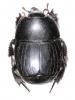 Hister quadrimaculatus